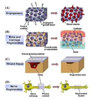  Elastine: Een Multifunctioneel Biomateriaal voor Regeneratieve Geneeskunde en Weefselengineering?