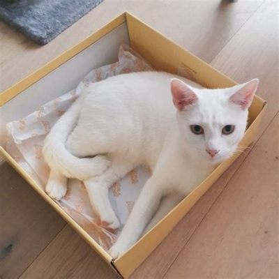 ipad ワイファイモデル どこで買う そして、なぜ猫は箱を愛するのか？