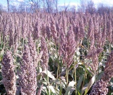  Sorghum: Een Versatiel Gevogeltevoeder en Biobrandstof Wondermiddel?